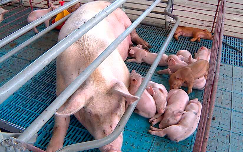 Aumenta Producción Porcina en Nicaragua