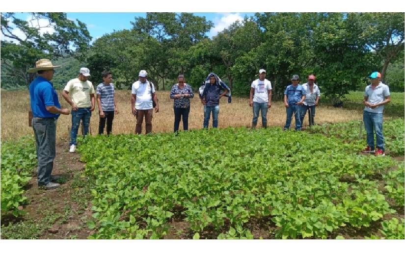 Productores nicaragüenses se capacitan sobre nutrición del suelo