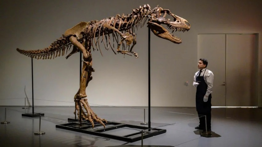 Subastan esqueleto de Dinosaurio que vivió hace 76 millones de años