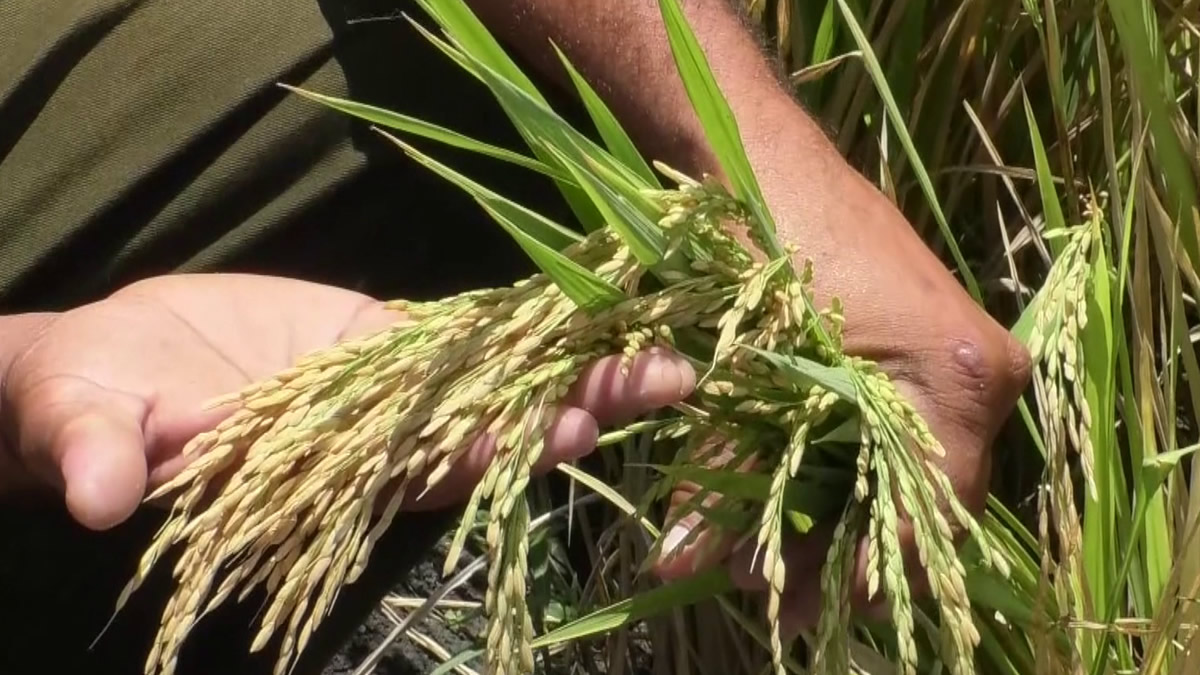 Productores Nicaragüenses tendrán nueva variedad de arroz