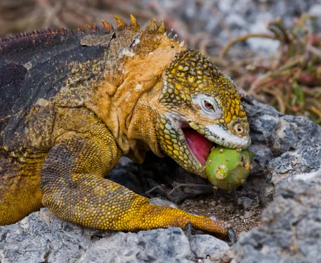 Después de dos siglos vuelven a nacer iguanas terrestres en una isla de las Galápagos