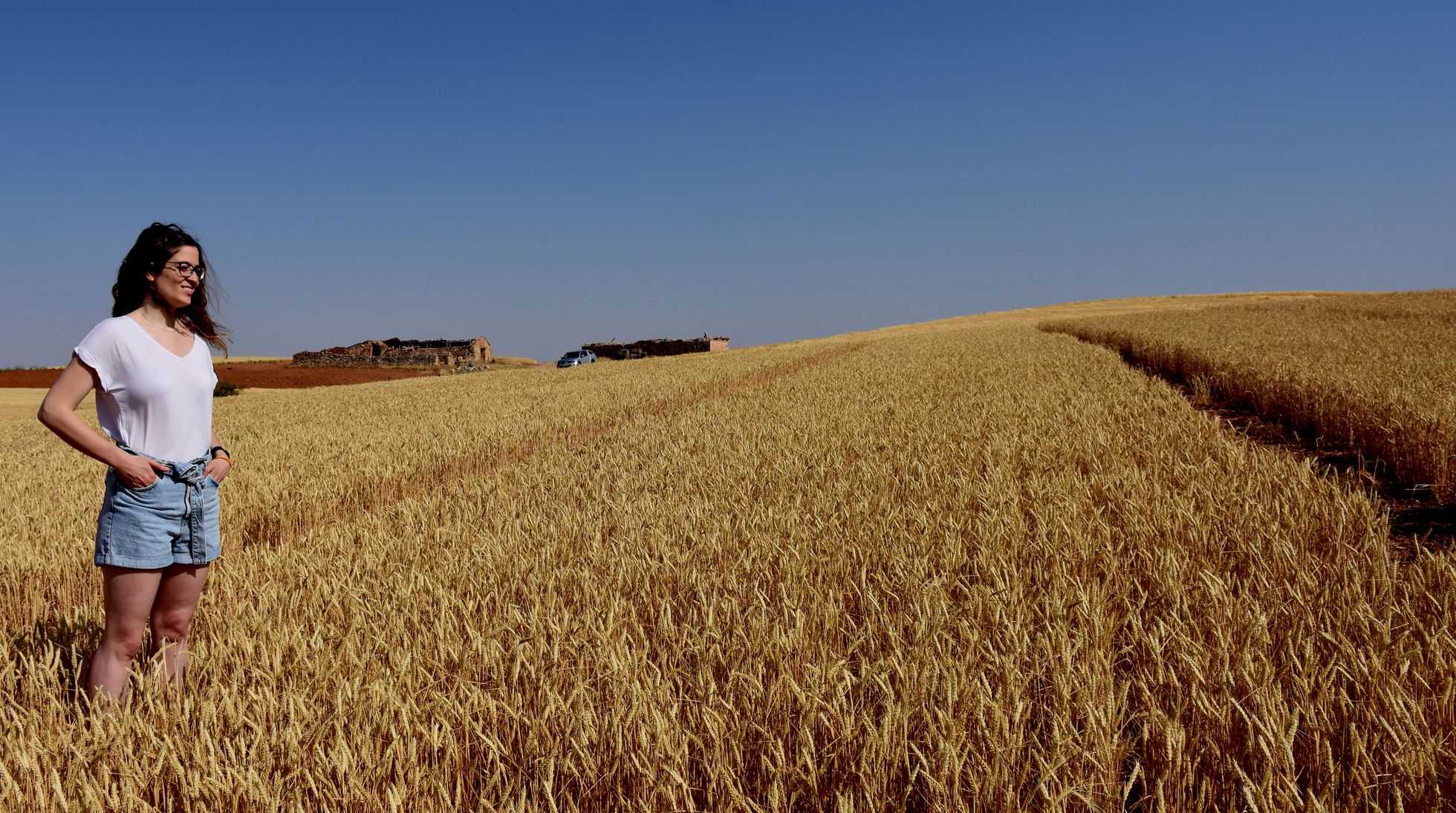Altas temperaturas afectan cultivos de cereales