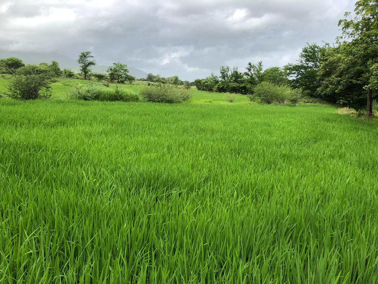 Nuevas practicas agroecológicas en cultivo de arroz