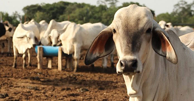Crecimiento de la Ganadería bovina en Nicaragua