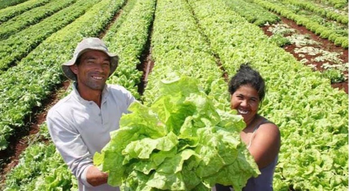 Nicaragua camina hacia la seguridad de la autosuficiencia alimentaria