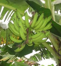 Aumento de exportación de plátano en finca Norteamérica