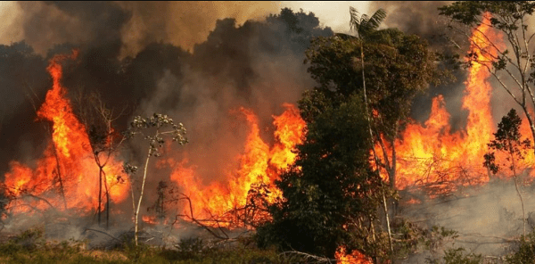 Amazonía brasileña sufre mayor foco de quemadas en un día