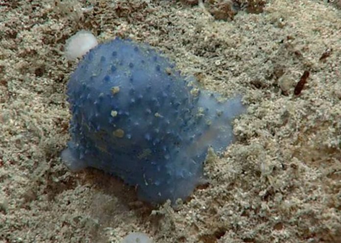 Encuentran extraña criatura azul en el fondo del Caribe