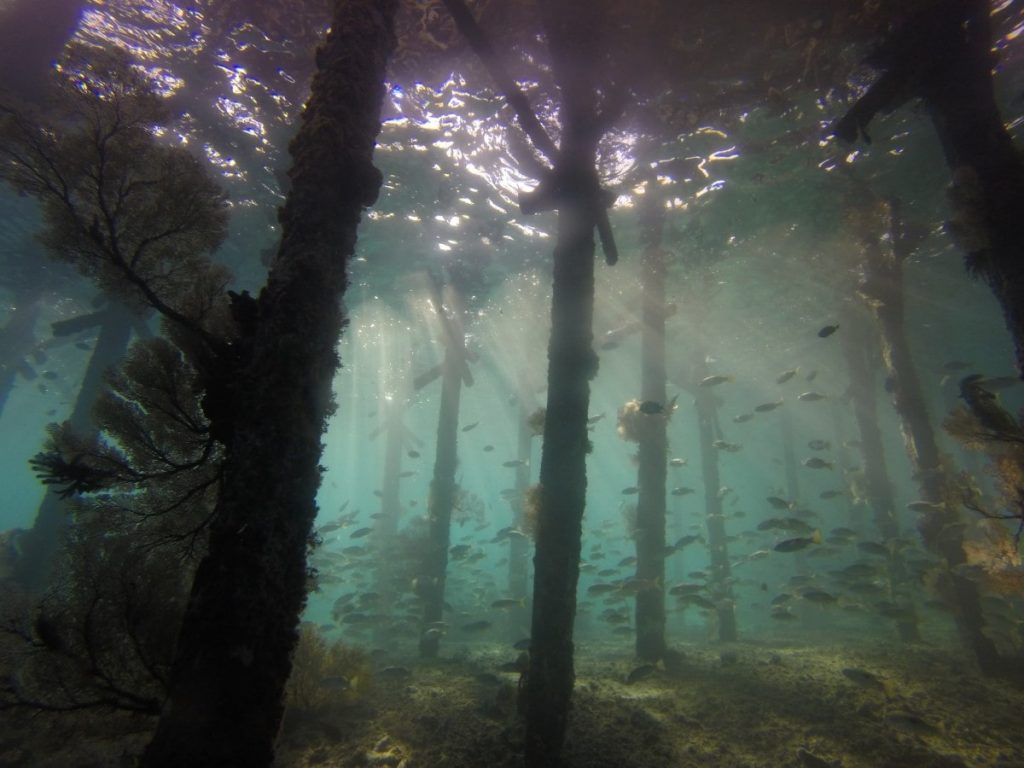 Encuentran Bosques en lo profundo del Océano