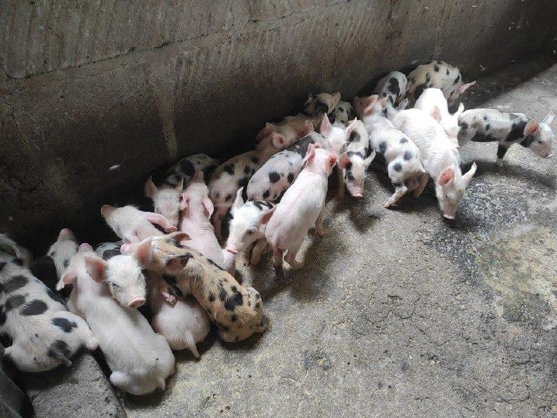 Nicaragua Fortalece el Desarrollo de la Porcinocultura