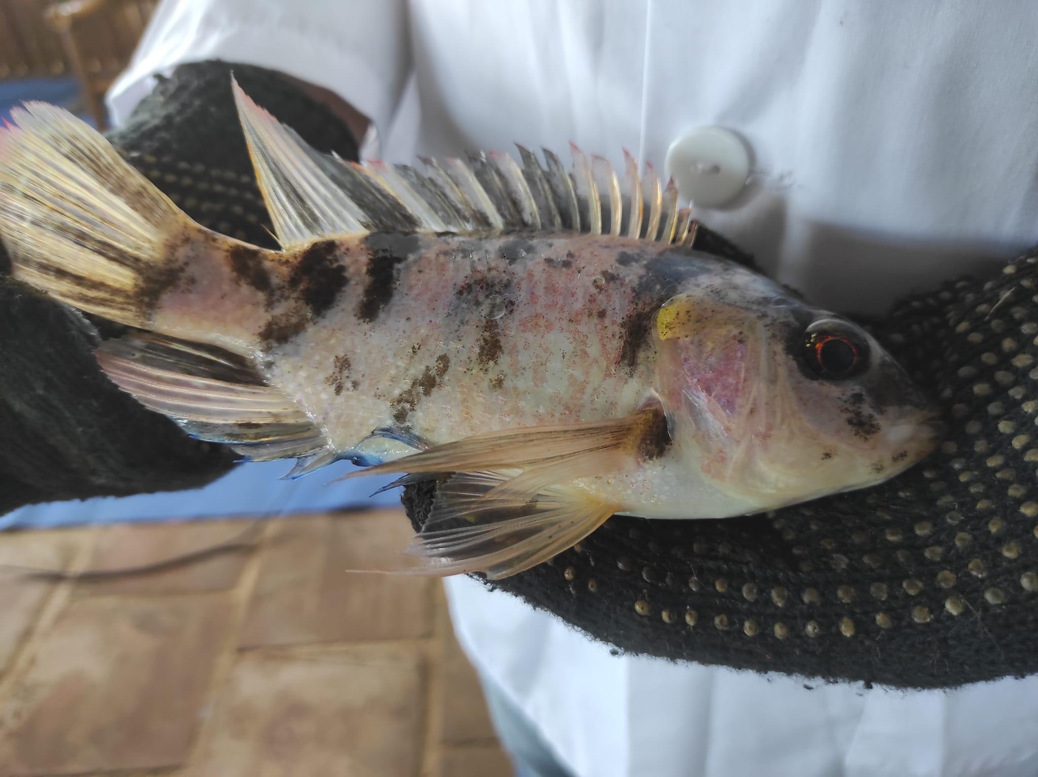 Crianza de peces en estanques  Dinamiza la Economía Nicaragüense