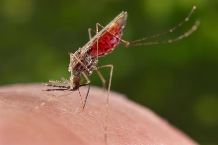 Costa Rica y Nicaragua juntos contra la malaria