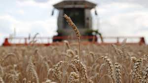 Incorporan Nuevos Territorios para la Siembra de Cereales en Rusia.
