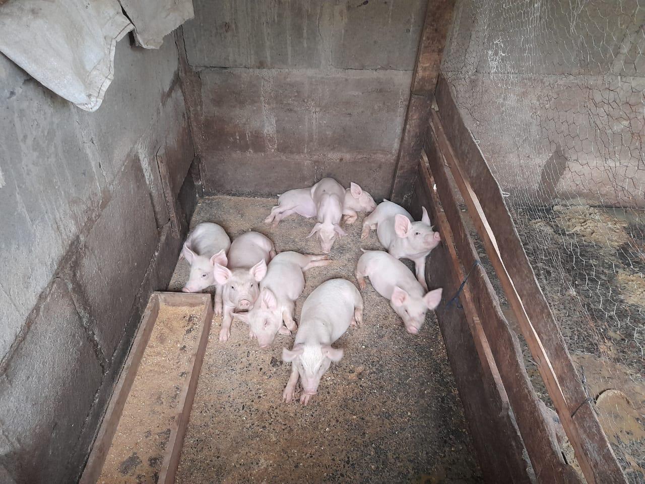 Crianza de Cerdos fortalecen la economía de Rivas