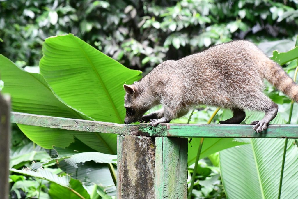 El Chocoyero EL Brujo, se Convirtió en el Hogar de Especies de Fauna Silvestre.