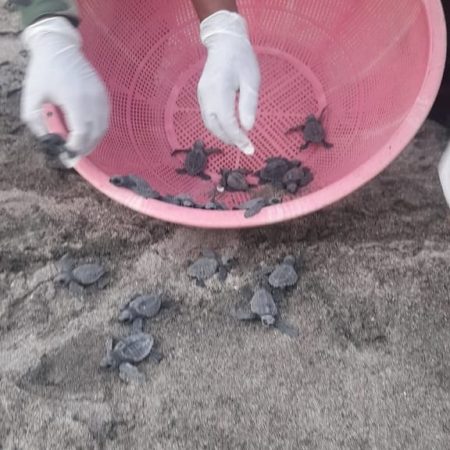 Liberan 86 tortuguillos de la especie Paslama.