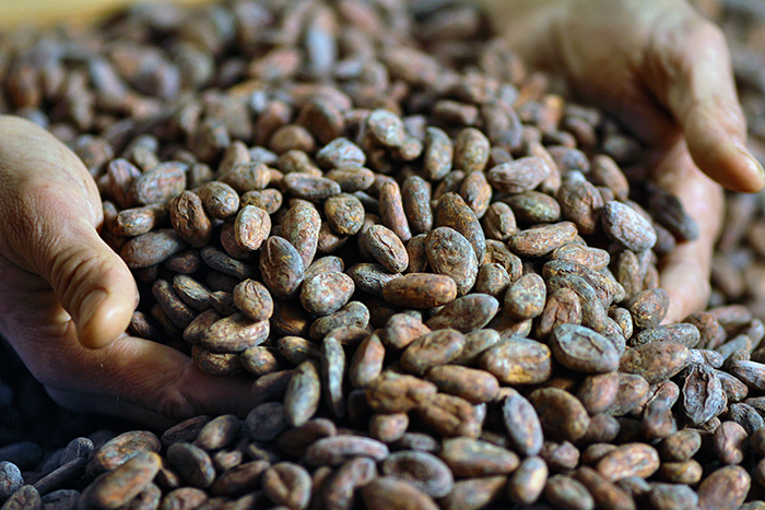 Cacao Nicaragüense Producido a la Medida