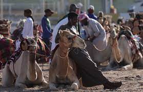 Aumentan casos de gripe de camello en Qatar