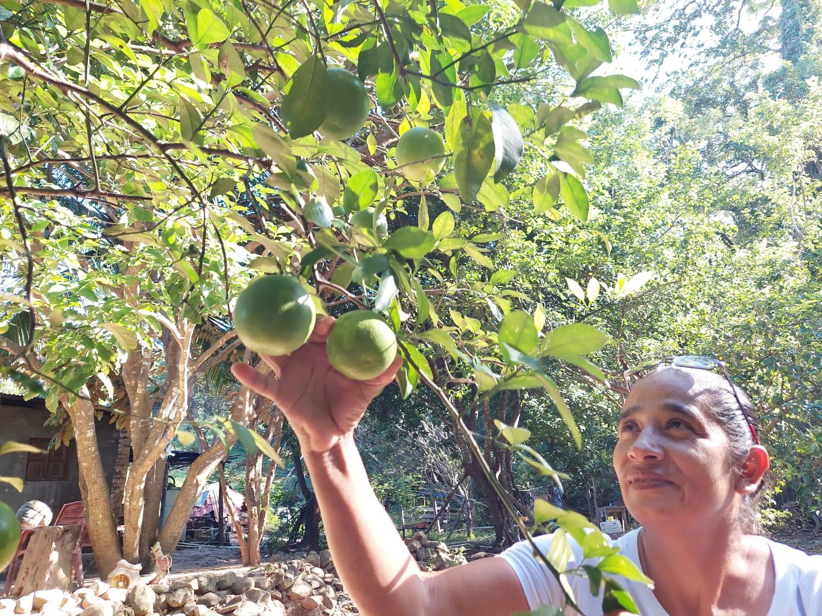 Patios Saludables Mejoran la Calidad de vida de las familias Nicaragüenses