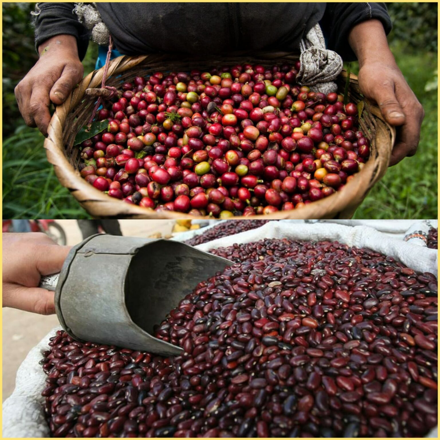 Nicaragua generó 74 millones de dólares en exportación de café
