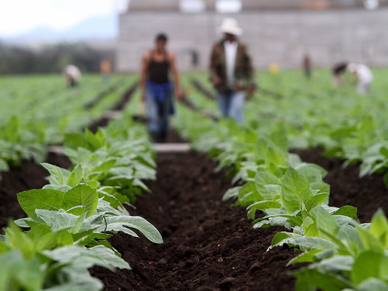 Aumentó la producción de tabaco en Nicaragua