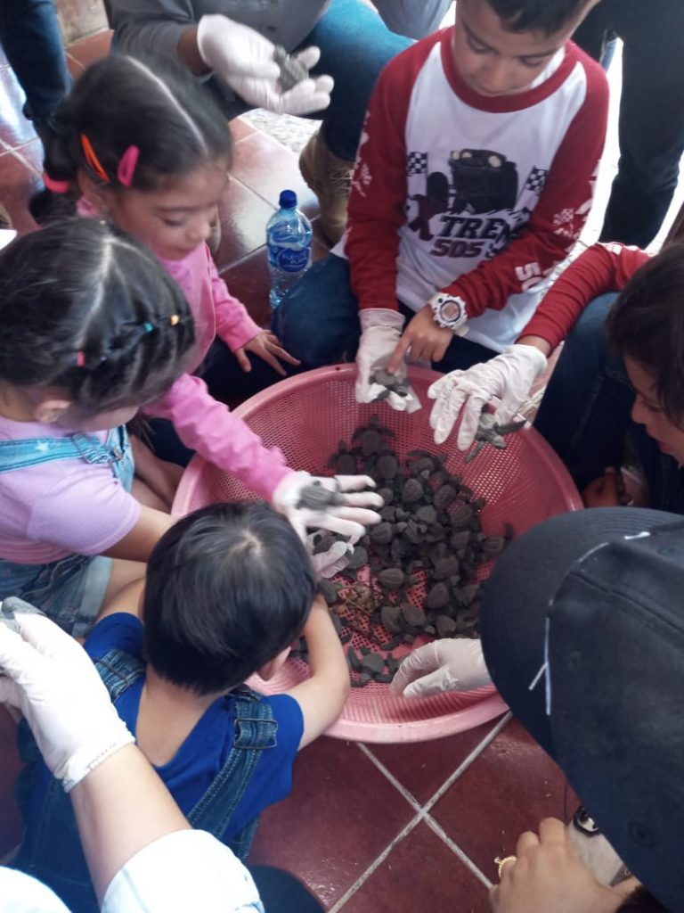 Liberan 300 tortuguillos de paslama en Escalante Chacocente