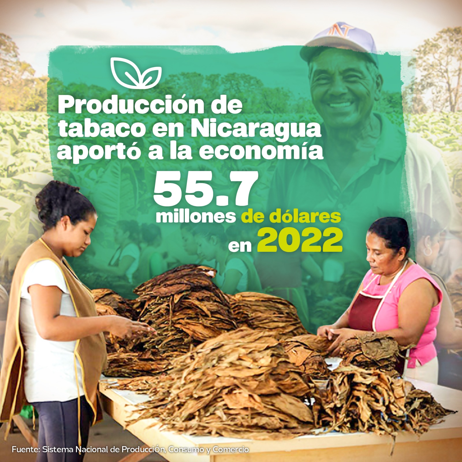 Tabaco nicaragüense se ha convertido en importante rubro económico para el país