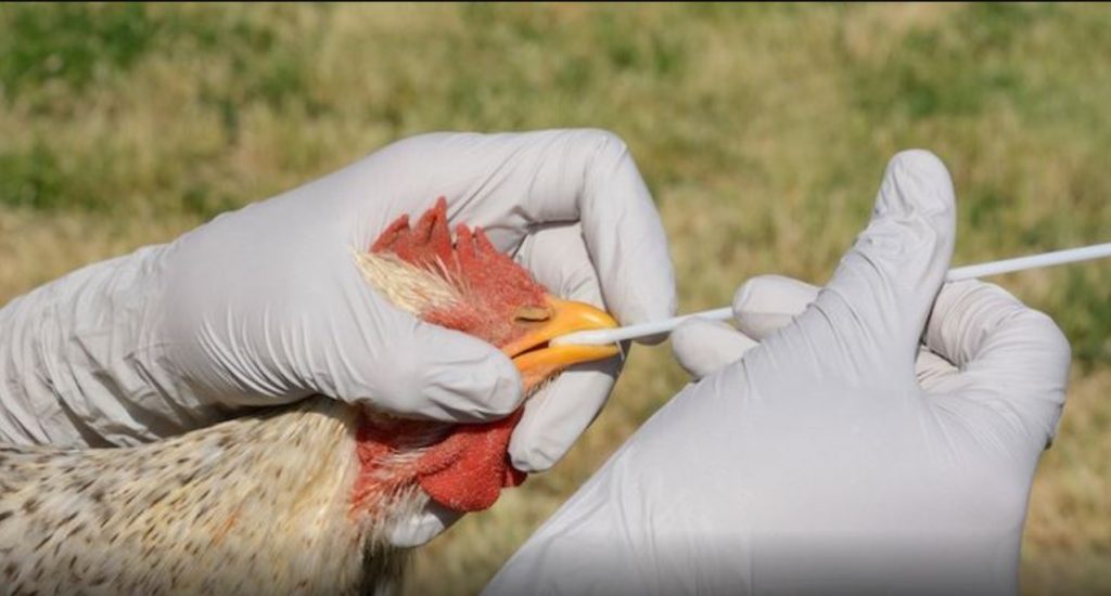 Nicaragua preparada ante casos de gripe aviar
