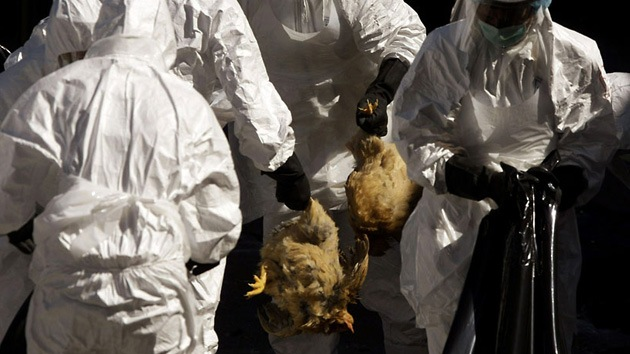OMS alerta ante una posible pandemia de gripe aviar «Debemos prepararnos»