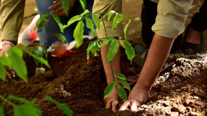 Nicaragua sembrará 26 millones de plantas