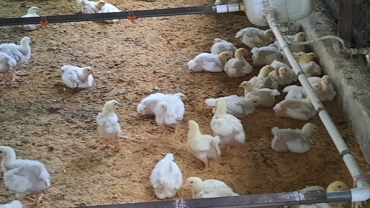 Imparten curso a pequeños productores avícolas