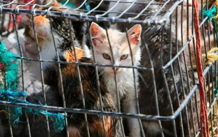 Hallan en Vietnam más de 4 mil toneladas de gatos muertos