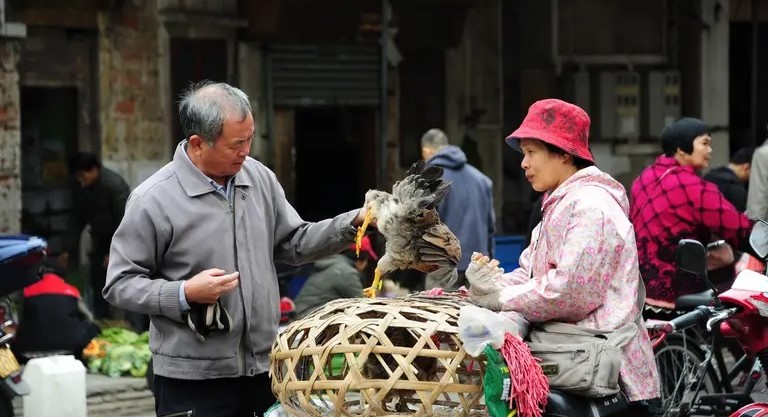 CHINA: Casos de gripe Aviar en Humanos ¿Nueva Pandemia?