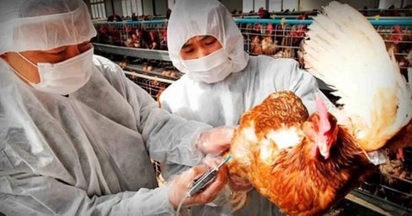 Chile confirma primer caso de gripe Aviar