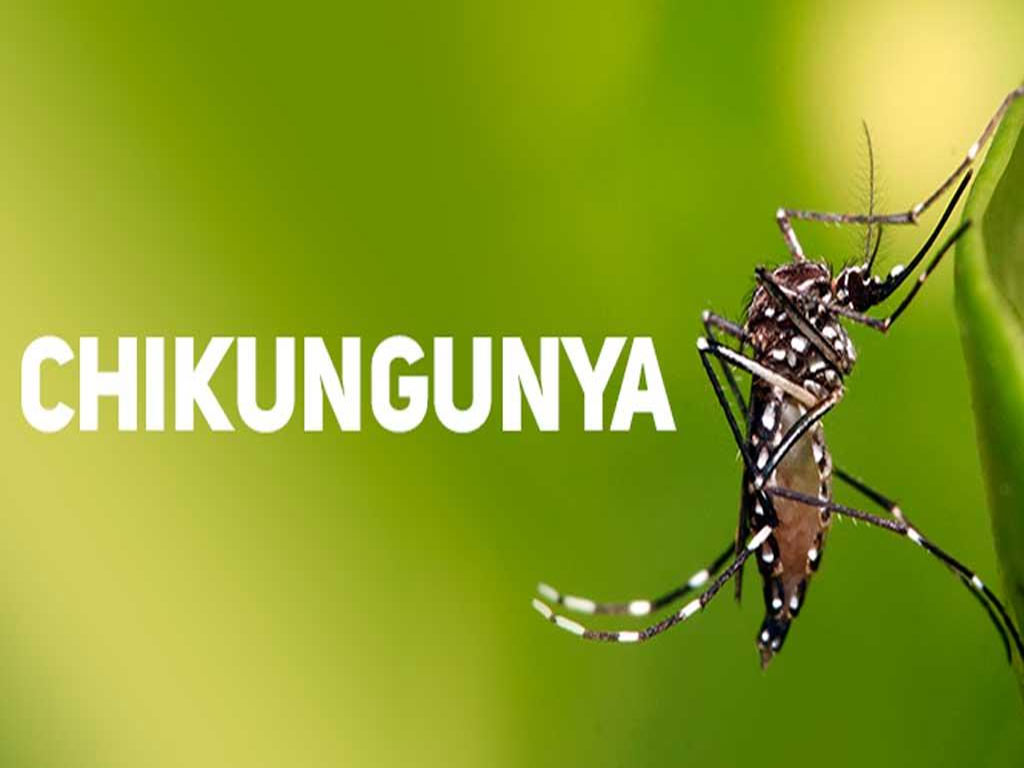 Paraguay en alerta por chikungunya