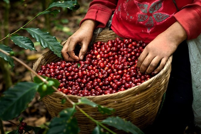 ¡Éxito! cierre de la cosecha cafetalera en Nicaragua