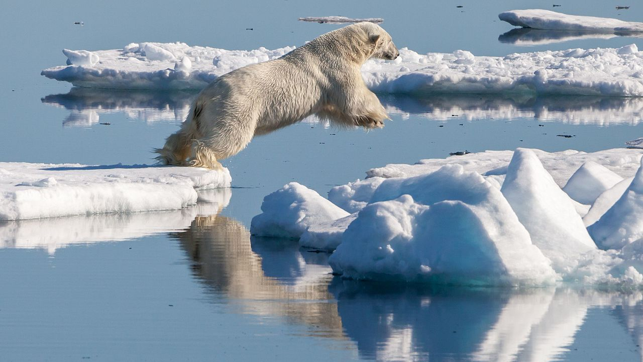 ¡Alerta! posible desaparición del hielo marino en el Ártico