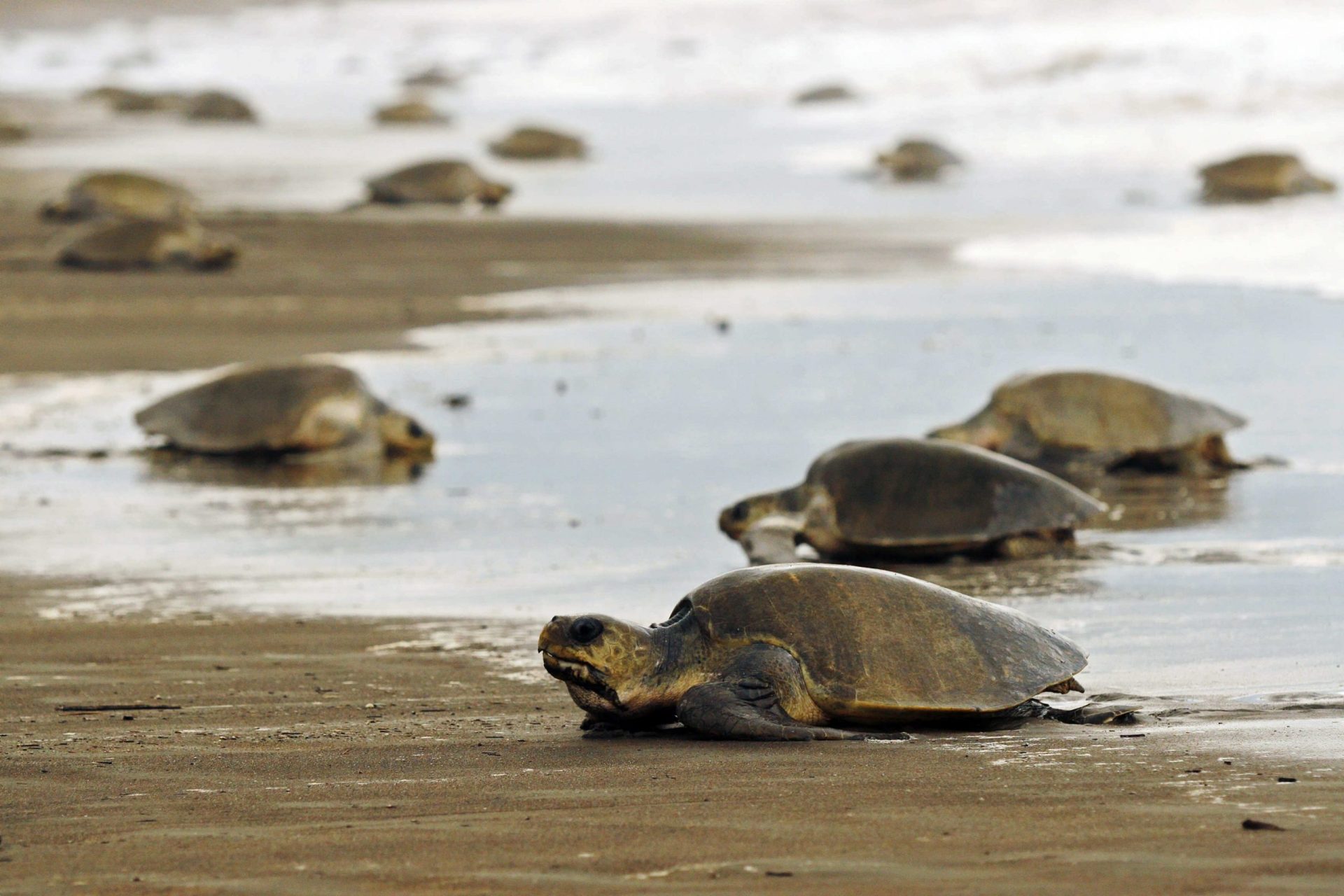 Nicaragua: un refugio de las tortugas marinas