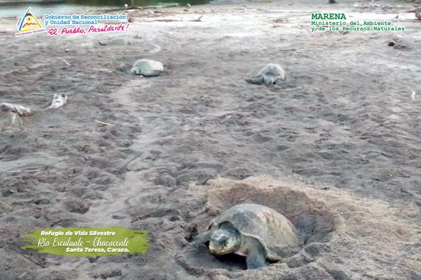 Chacocente recibe a más de 2 mil tortugas que llegan a sus playas a desovar