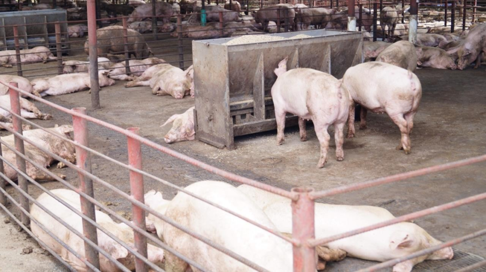 Nicaragüenses aumentan el consumo de carne de cerdo