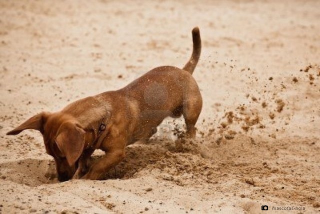 ¿Cuál es la razón de los perros al rascar el suelo?
