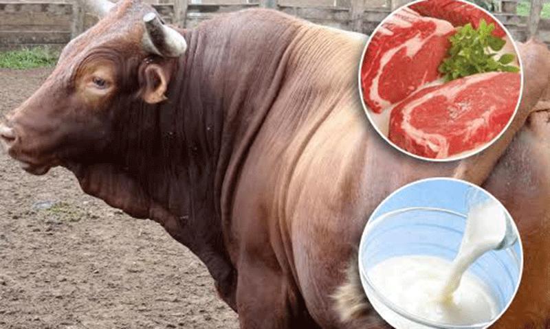 Notable Crecimiento en la Producción Nacional de Carne Bovina y Aumento en el Acopio de Leche