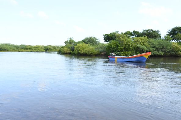 Reforestación de Manglares en la Isla Juan Venado para Preservar la Biodiversidad Marina