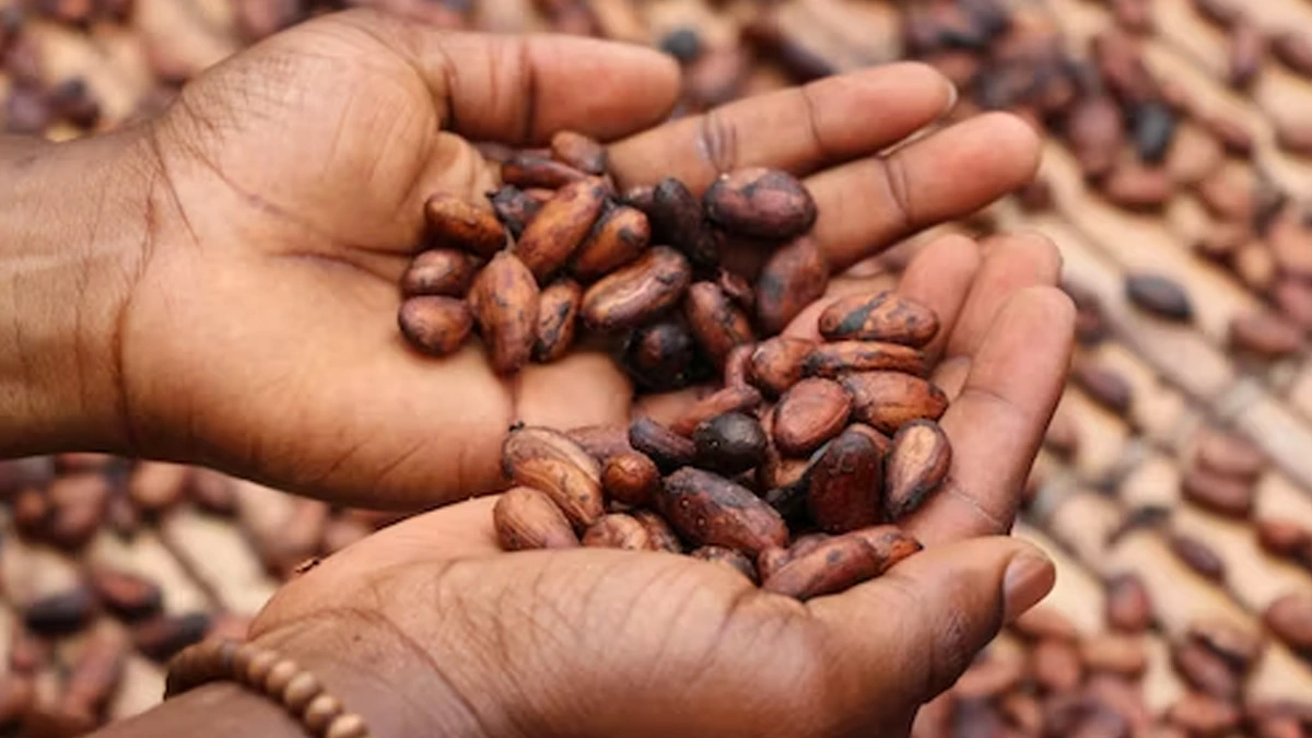 Crecimiento Exponencial en la Producción de Cacao en Nicaragua