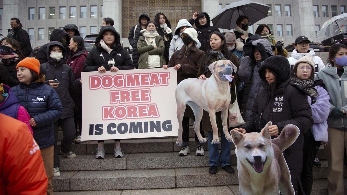 Corea del Sur Prohíbe el Consumo de Carne de Perro a partir de 2027