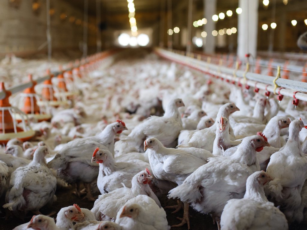 La Producción Avícola Nacional Alcanza Nuevas Alturas en 2023