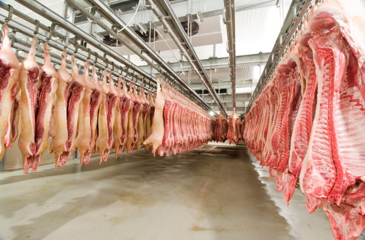 Nicaragua Sostiene firme la Producción de Carne de Cerdo