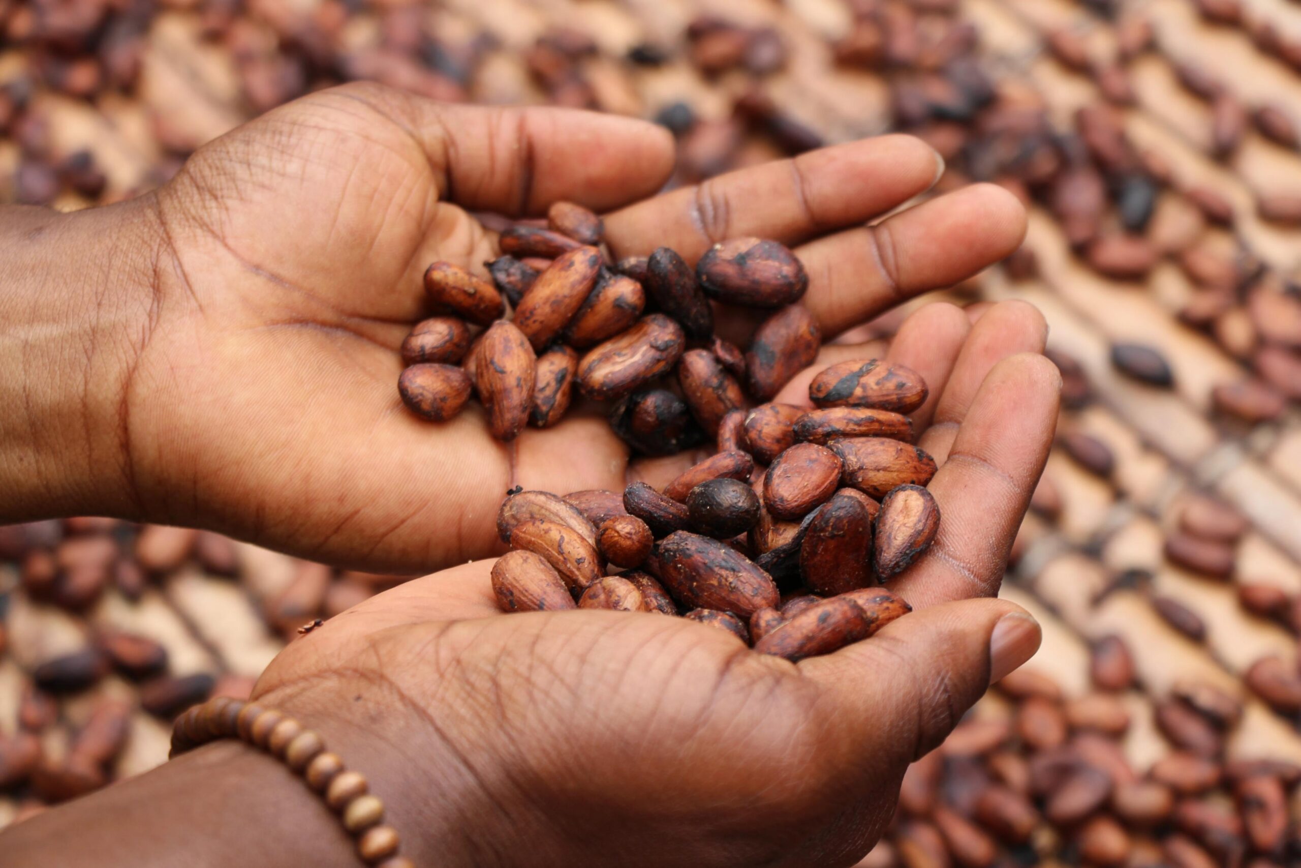 El Precio internacional del Cacao alcanza precio histórico ante la escasez de este producto