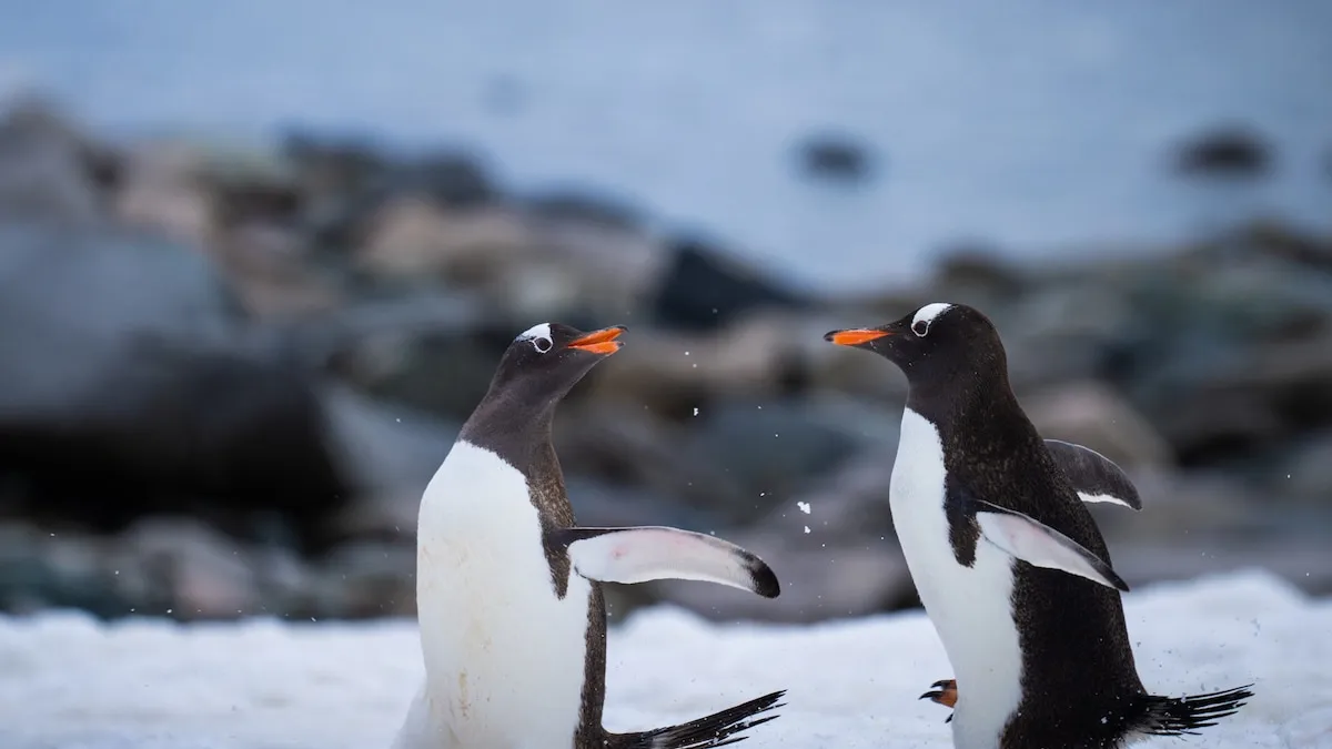 ¡Primera vez! se detecta el virus de la gripe aviar en pingüinos de la Antártida