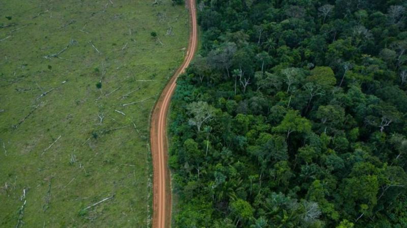 Brasil y Colombia Reducen Drásticamente sus Niveles de Deforestación